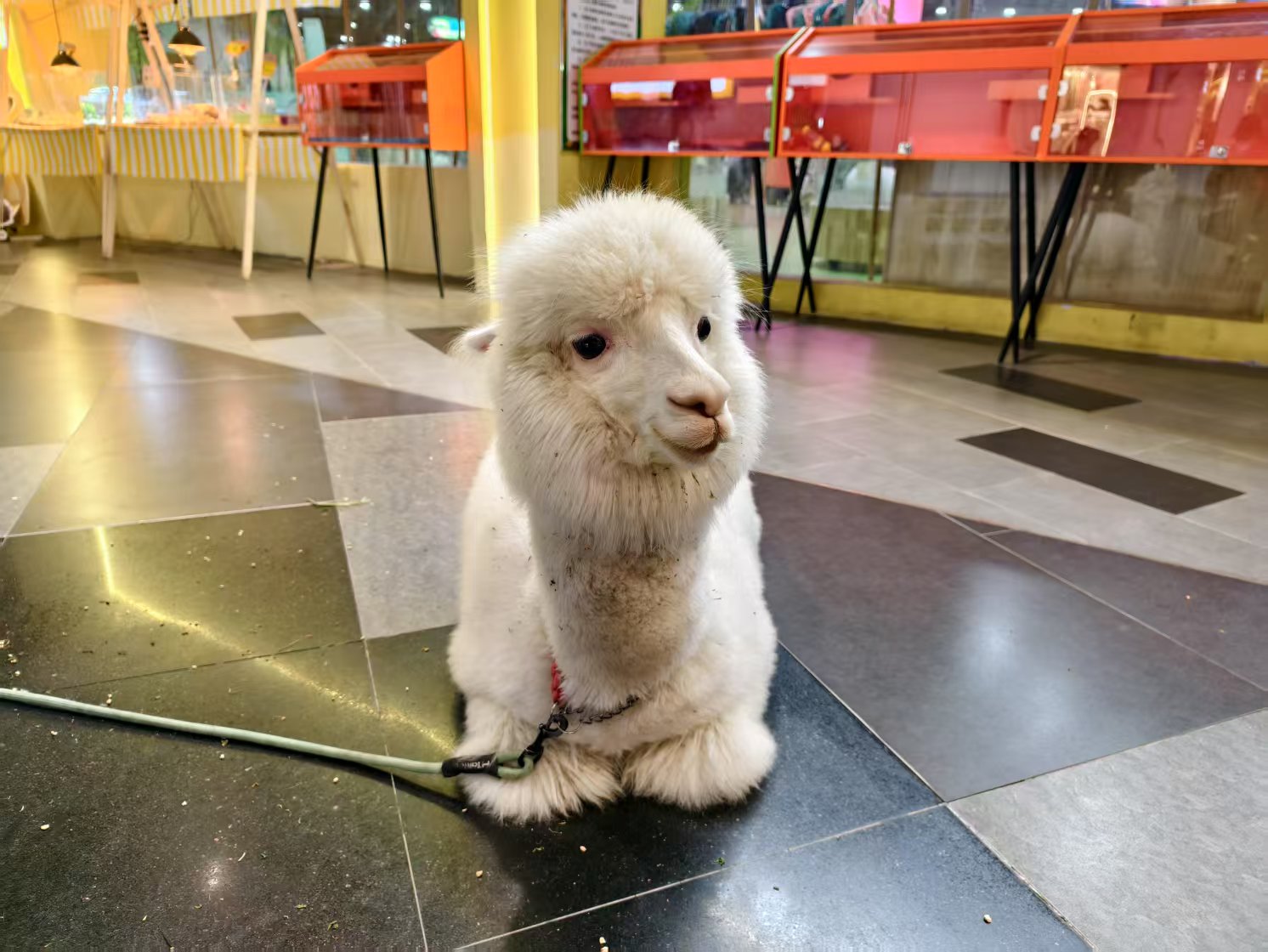 �������ö�ͯ��԰ת��